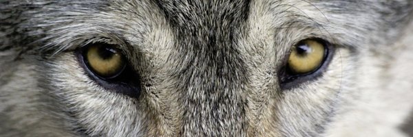 JanetBTaylor1 Profile Banner