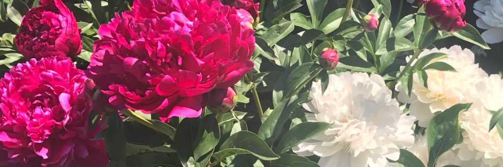 stllcmoniz's profile banner image
