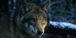 TWolf_MTV's profile banner image