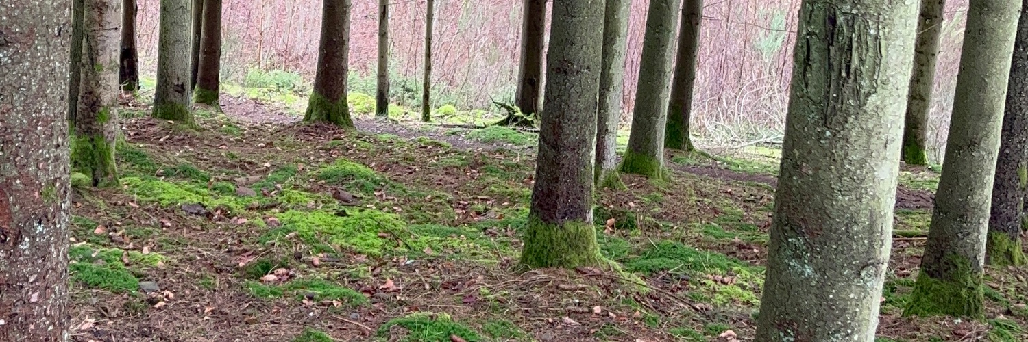 StijnVEO's profile banner image