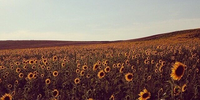 michelesullie's profile banner image