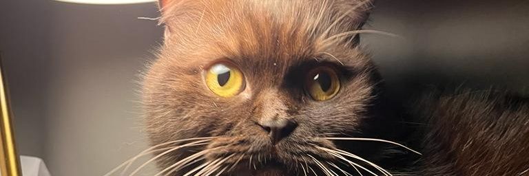 eskaseba's profile banner image