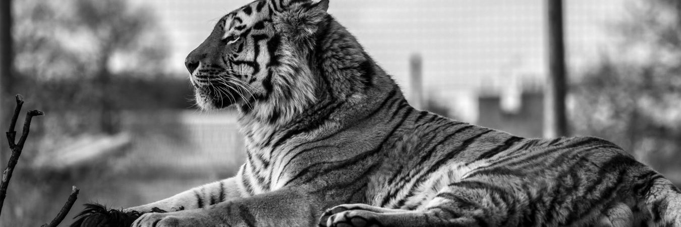 Nιgнтмαяε 🐯 banner