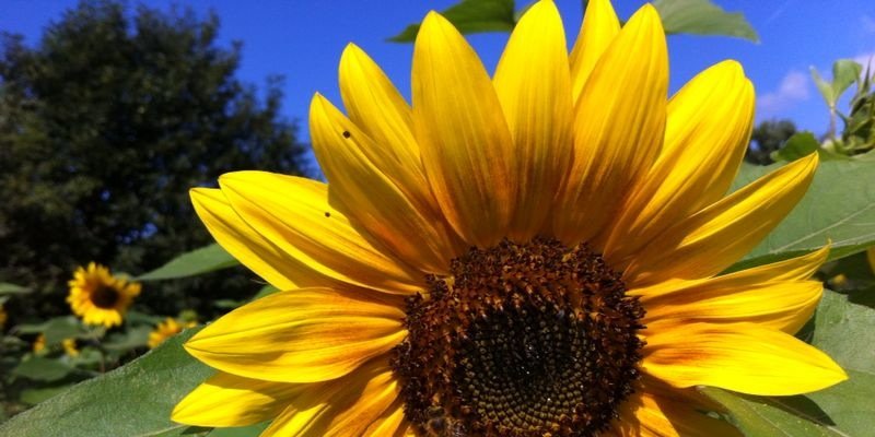 pelli004's profile banner image