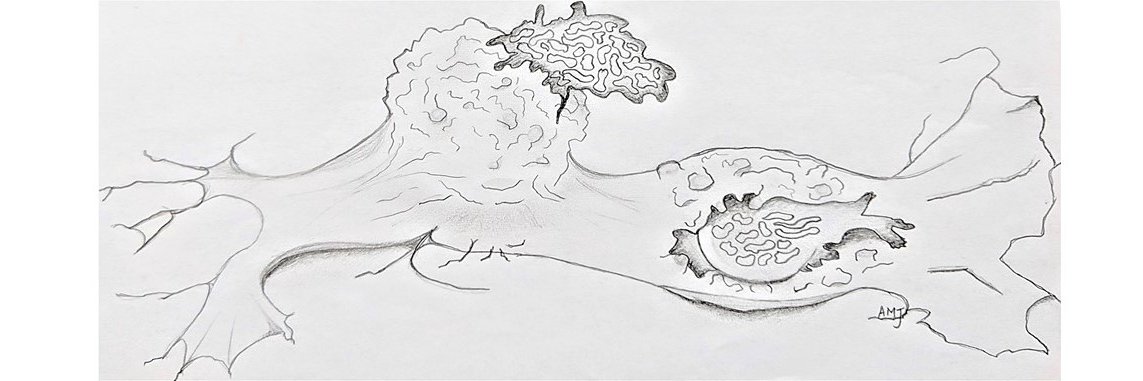 Ashley Mentlik James banner