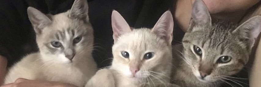 Flores1_7's profile banner image