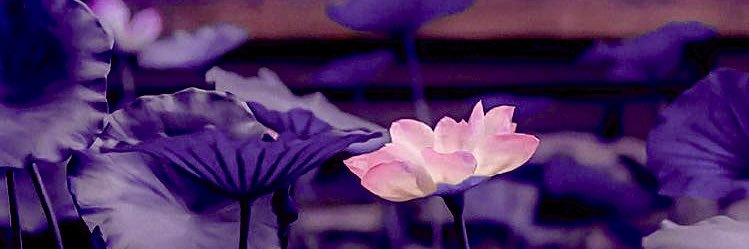 shitsureu's profile banner image