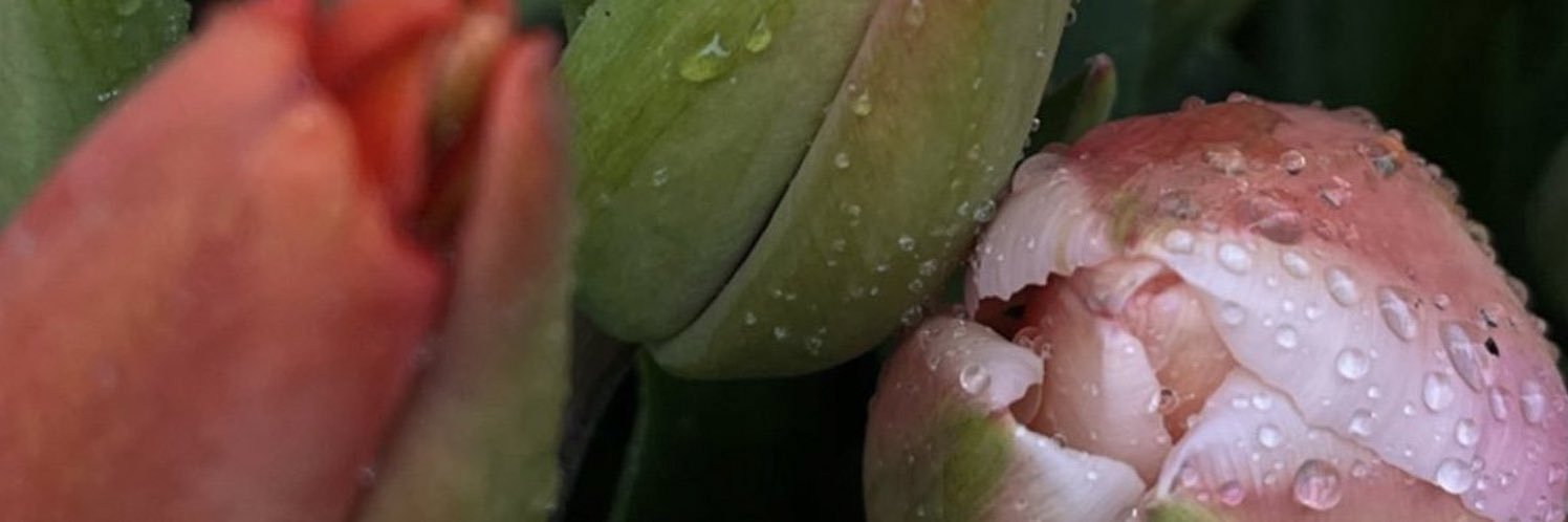 ✿ng's banner