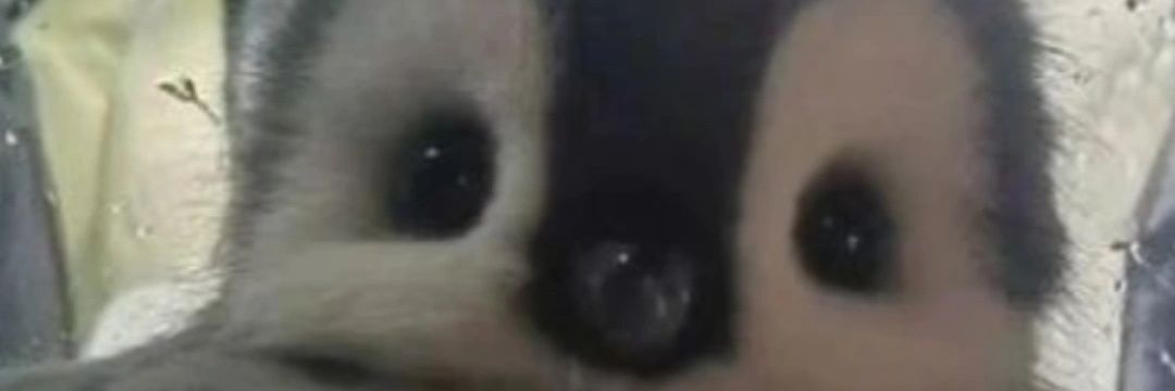 YanTattooInk's profile banner image