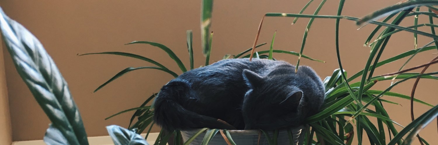 jaimikatrine's profile banner image