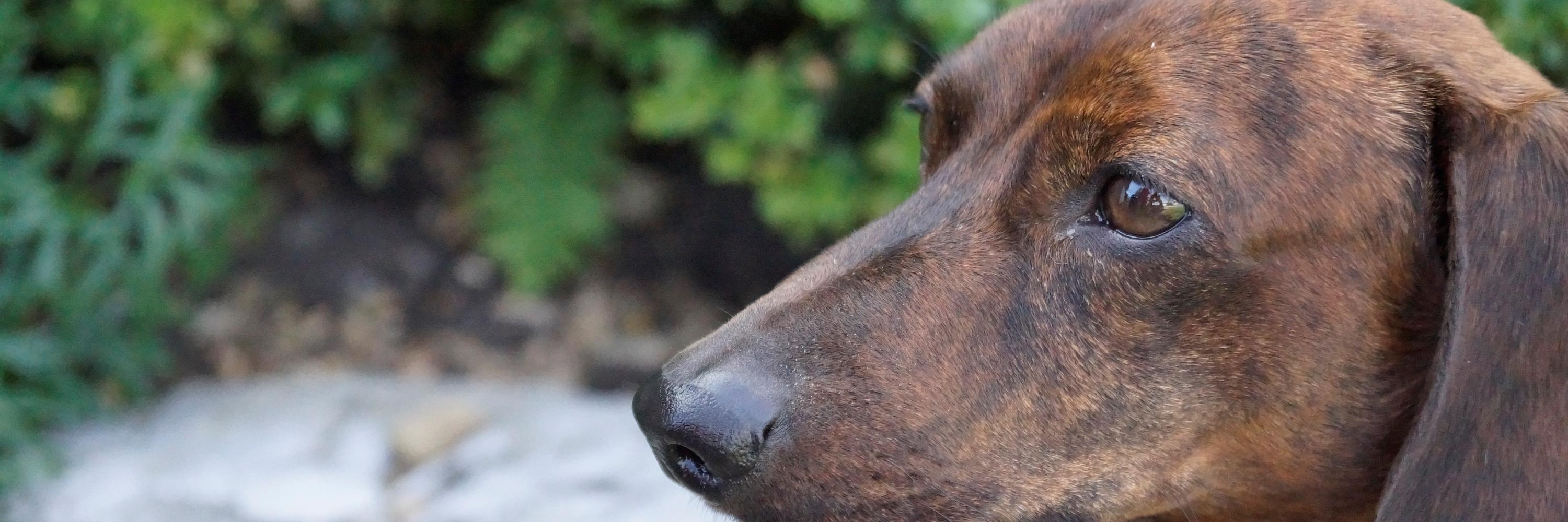 Dolly_Thompson's profile banner image