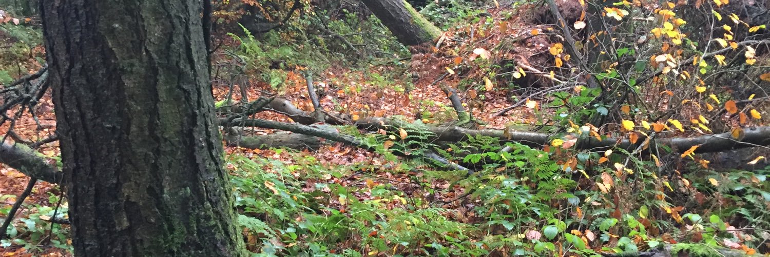 Diann Fletcher Jones banner