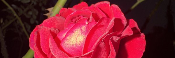 _Lonely_Retro_ Profile Banner