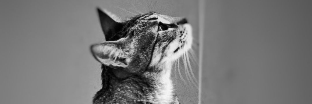 thorzouk's profile banner image