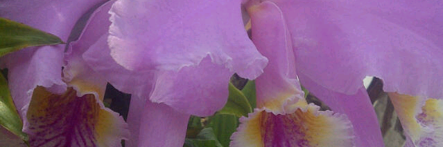 FlorMariaAdames's profile banner image