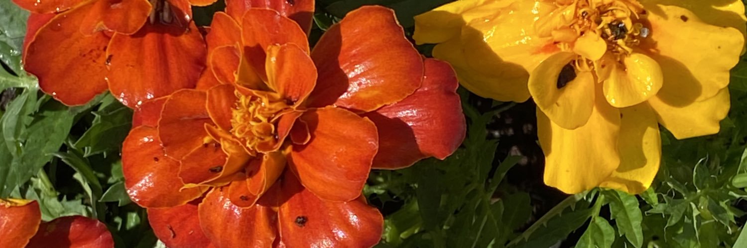 Pequolina's profile banner image