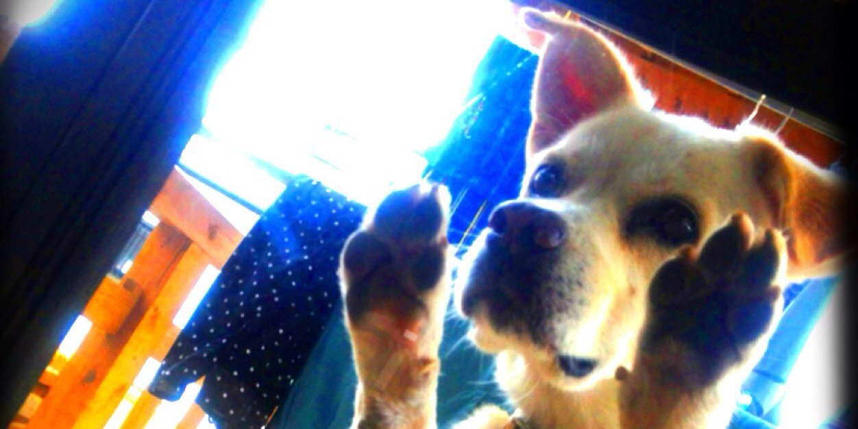 coccoa2's profile banner image