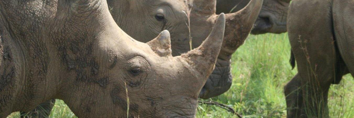 RhinoRage banner