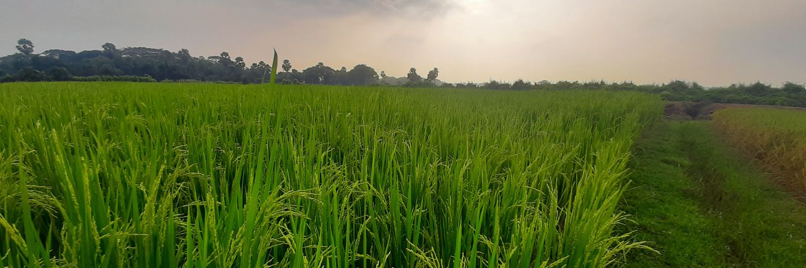 click2jagannath's profile banner image