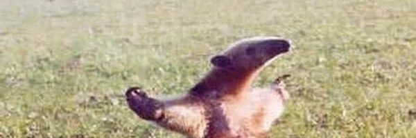gumpler's profile banner image