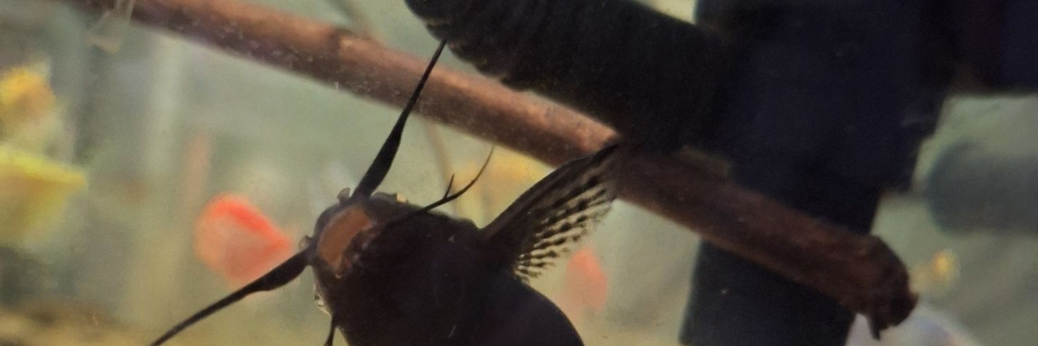 Rzllym's profile banner image