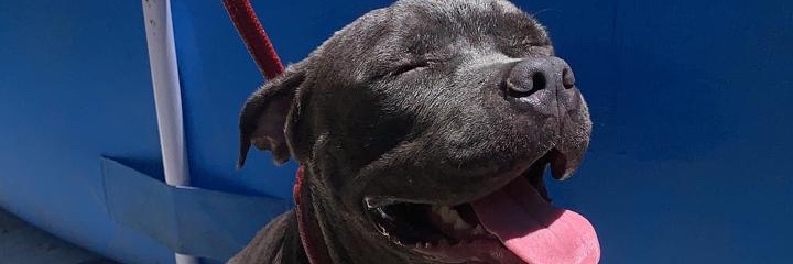 JulyaDomeneghin's profile banner image