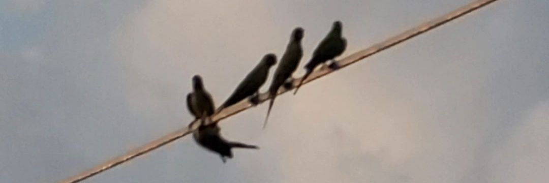 gullybirdie's profile banner image