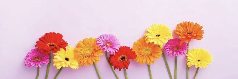 SshyGurl's profile banner image