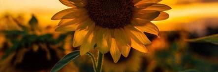 ans banner