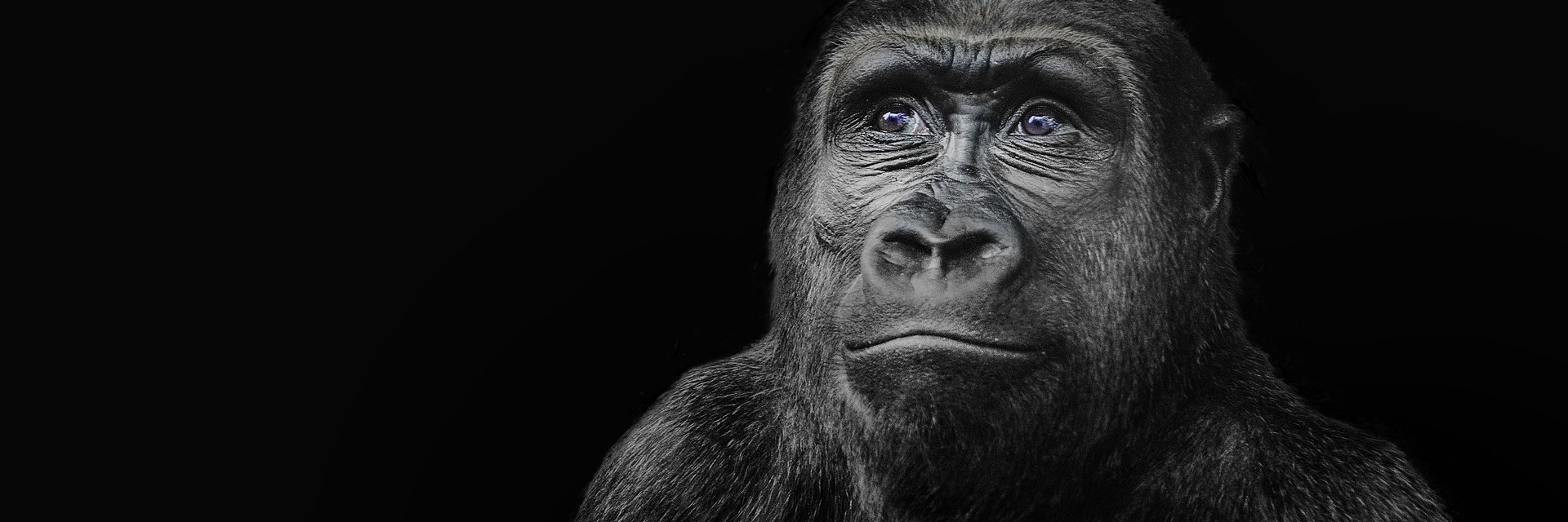 blascopulieri's profile banner image