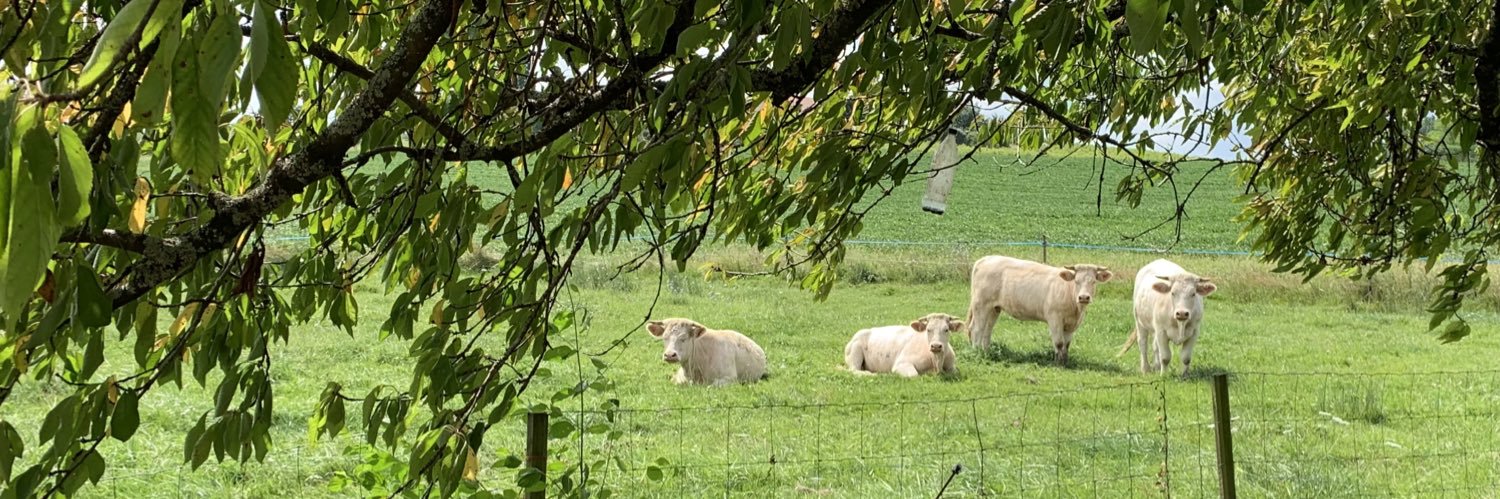 Patricia Perin banner