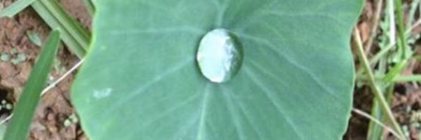lux_subedi Profile Banner