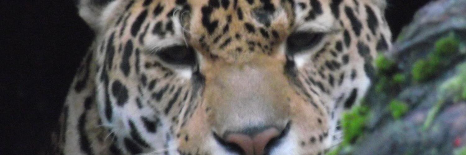 simonmcglary's profile banner image