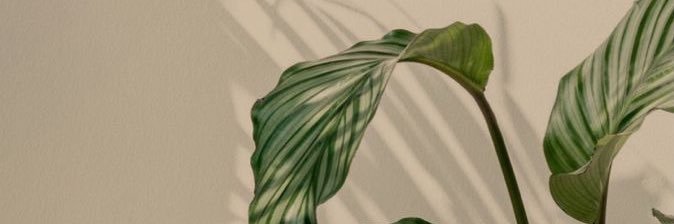 r00sieee's profile banner image