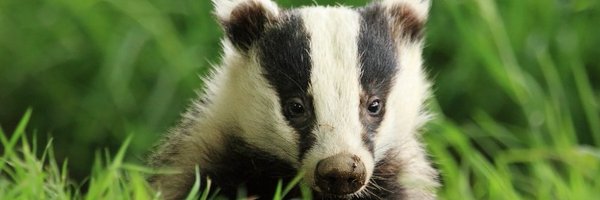 badgersni Profile Banner