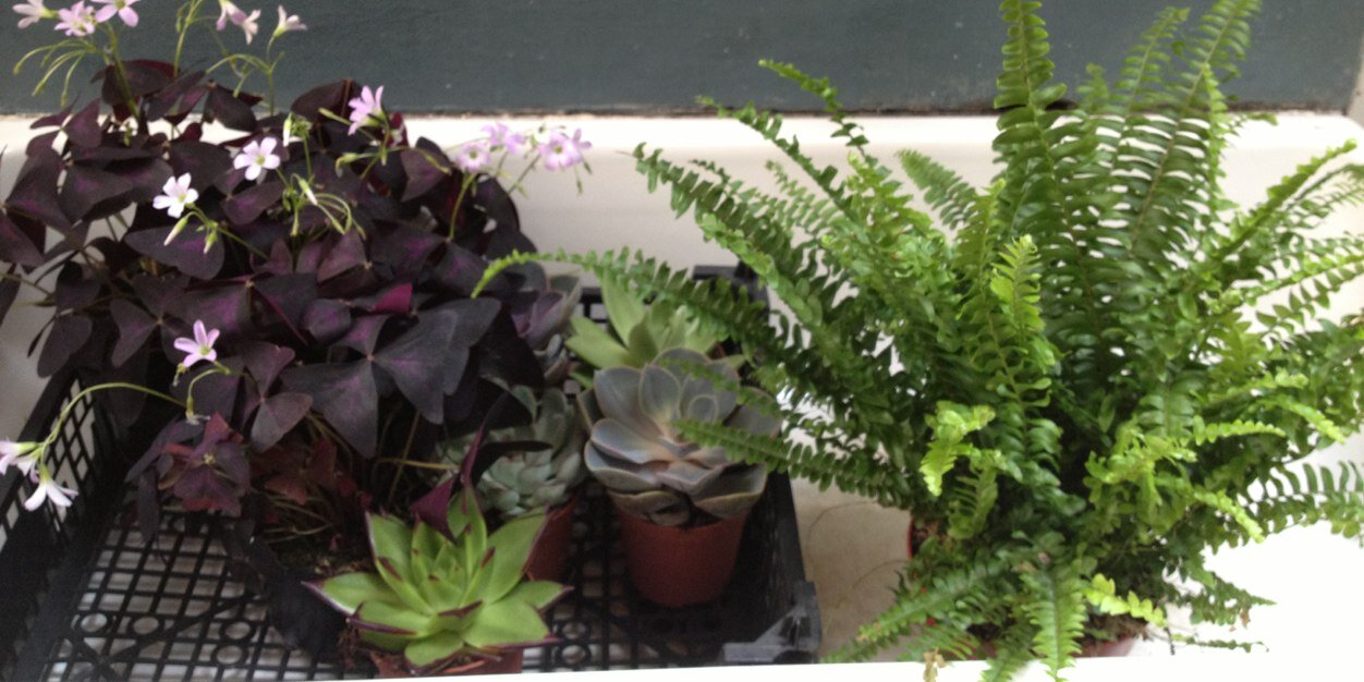 Jennifer Haslam banner