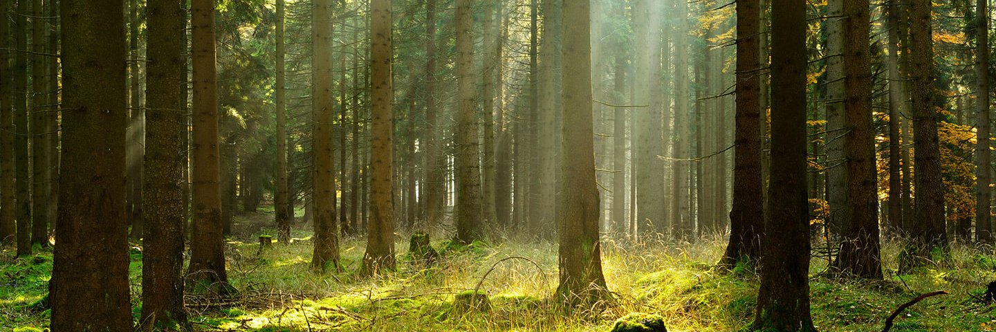 Forest Economic Advisors (FEA) banner