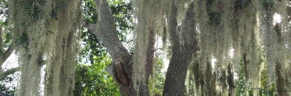 FreeSenseNews Profile Banner