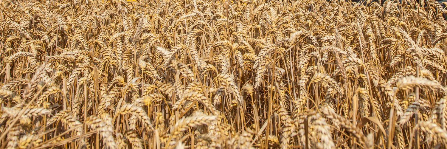 Openfield: More than just grain. banner