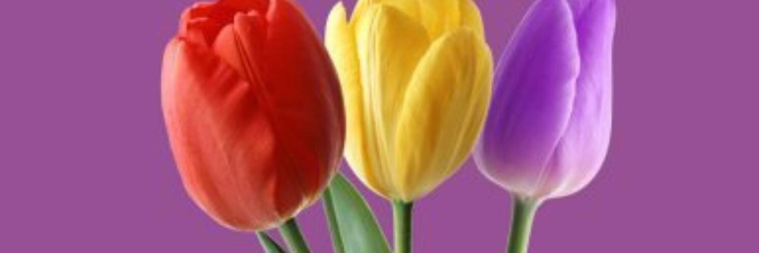Rosanable's profile banner image
