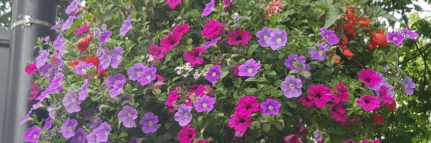 Caroline Dean banner