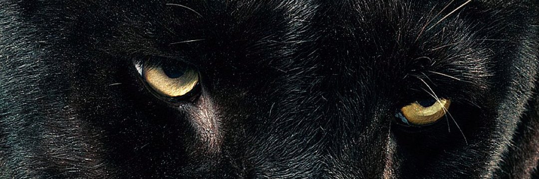 EndrickMoncada's profile banner image
