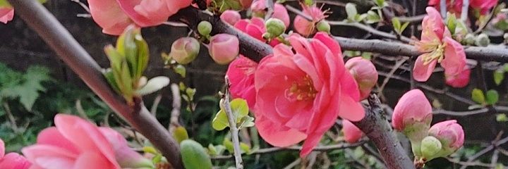 mayumi__blue's profile banner image