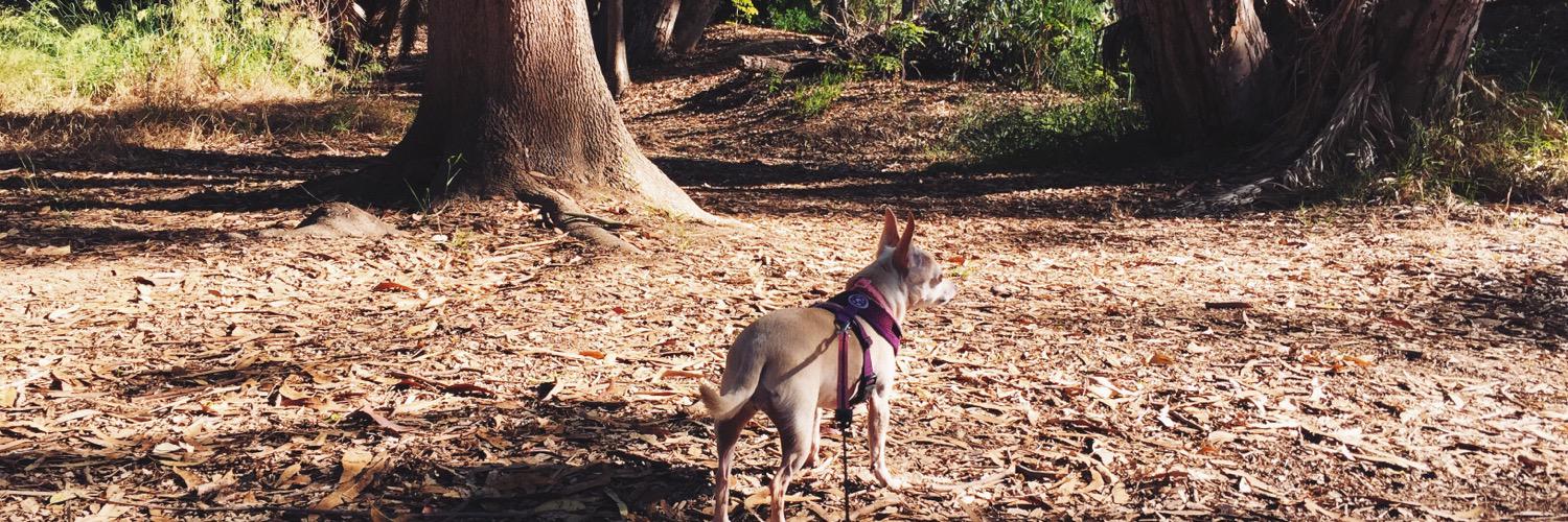 bealovesdogs's profile banner image