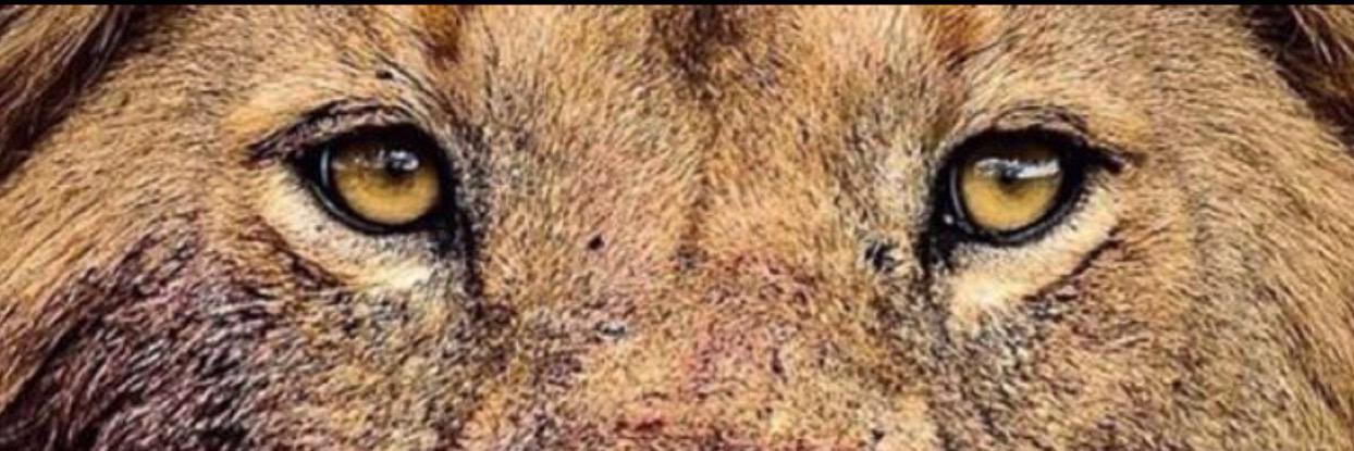 Raheem Mostert's banner