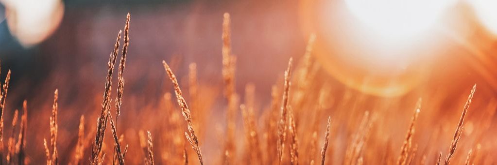 Björn Bohnenkamp banner