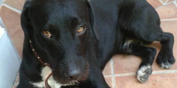 Pivi C ♡ banner