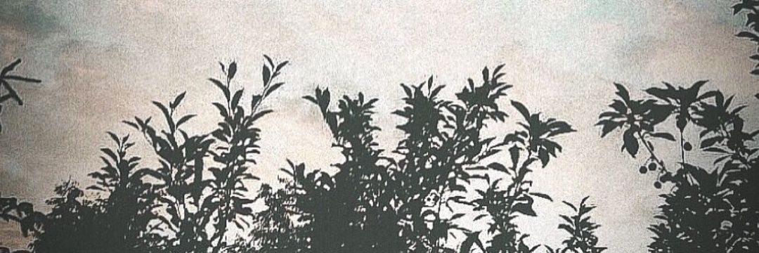 BelCevallos's profile banner image