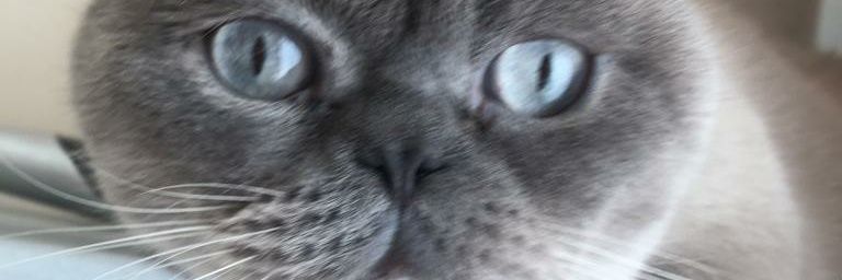 halilozgul's profile banner image