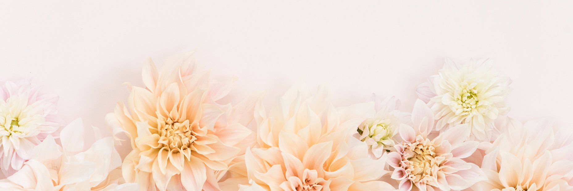 ashleywoo's profile banner image